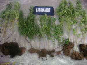 piante marijuana Montefranco
