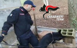 cane-carabiniere-antidroga